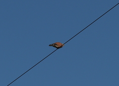 Streptopelia tranquebarica