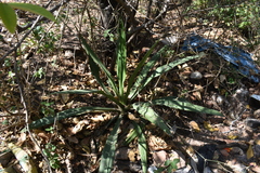 Agave attenuata