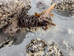 Undaria pinnatifida