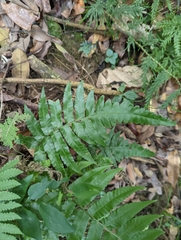 Diplazium dilatatum