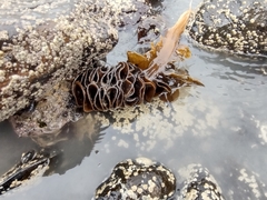 Undaria pinnatifida