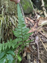 Diplazium dilatatum