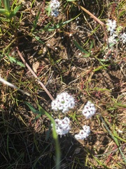 Lomatium piperi