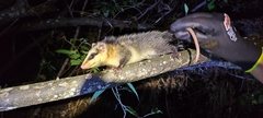 Didelphis pernigra