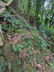 Diplazium dilatatum