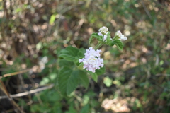 Lantana achyranthifolia