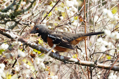 Pipilo maculatus curtatus