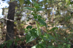 Mesosphaerum suaveolens