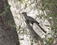 Corythaixoides concolor