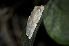 Boana platanera