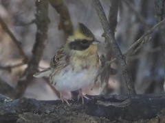 Emberiza elegans
