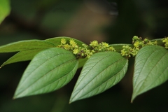 Ziziphus oenopolia