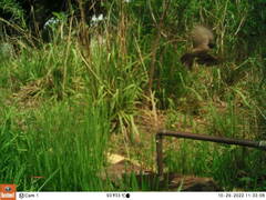 Pycnonotus barbatus layardi