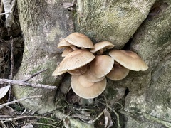 Cyclocybe parasitica