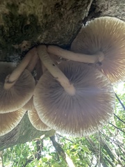 Cyclocybe parasitica