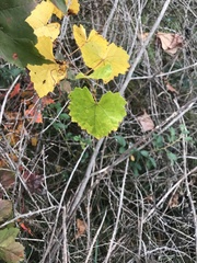 Vitis rotundifolia