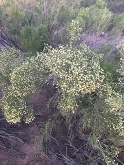 Baccharis sarothroides