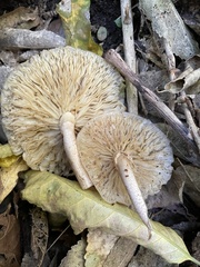 Cyclocybe parasitica