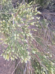 Baccharis sarothroides
