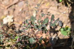 Euphorbia lasiocarpa