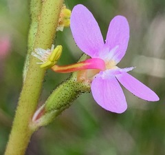Stylidium graminifolium