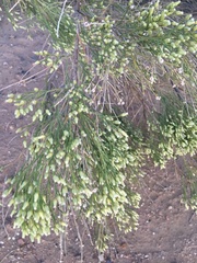 Baccharis sarothroides