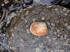 Venerupis largillierti