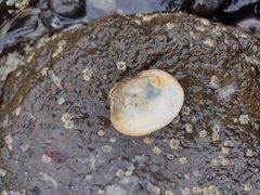 Venerupis largillierti