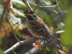 Emberiza elegans