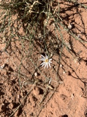 Chaetopappa ericoides