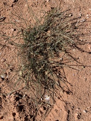 Chaetopappa ericoides