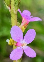 Stylidium graminifolium