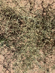 Chaetopappa ericoides