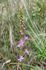 Stylidium graminifolium