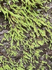 Scleropodium obtusifolium