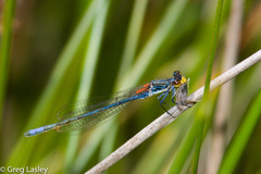 Pseudagrion citricola