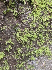 Scleropodium obtusifolium