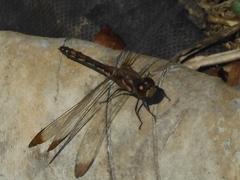 Sympetrum infuscatum