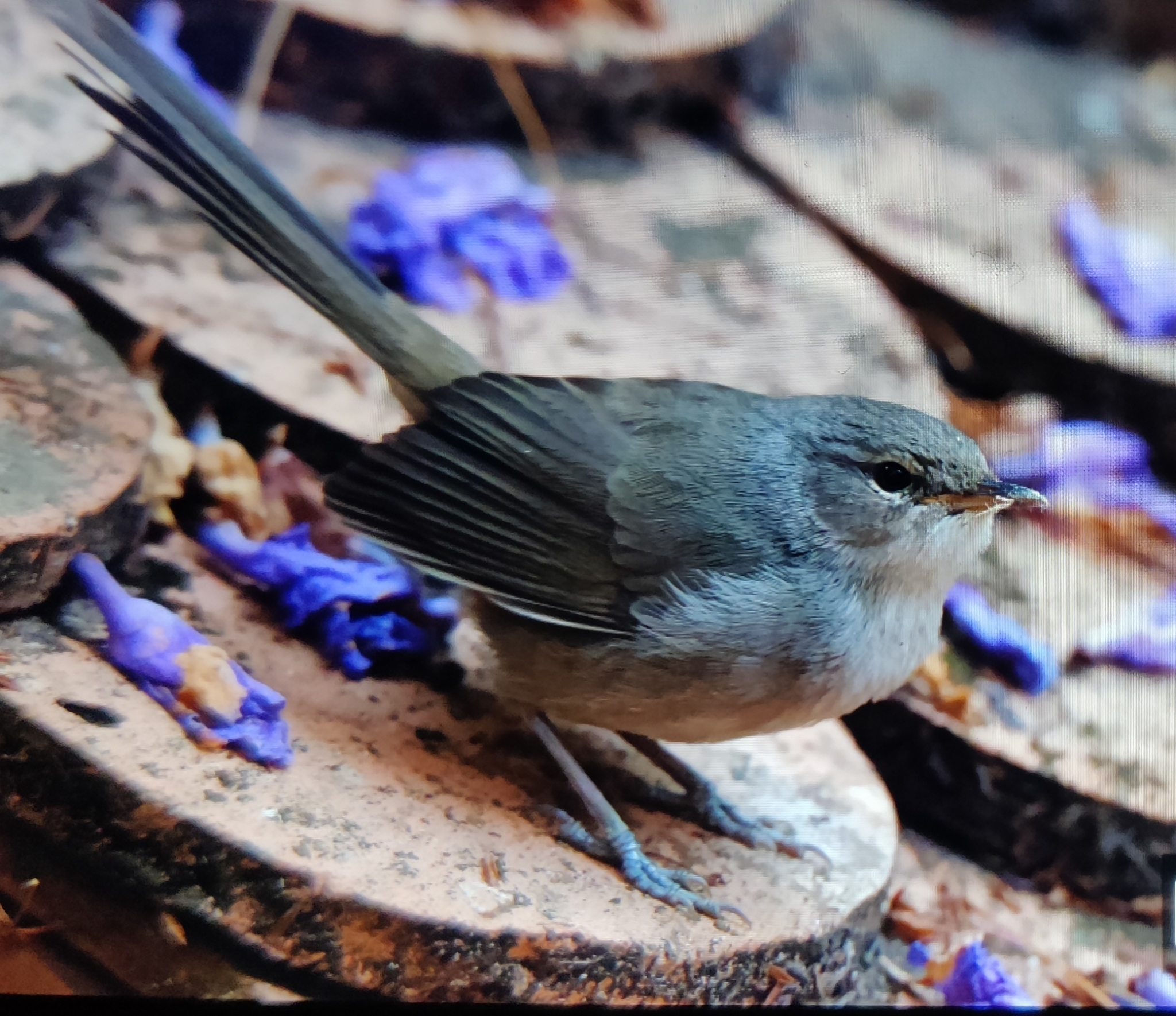 Malagasy Brush Warbler (Nesillas typica), photo 6