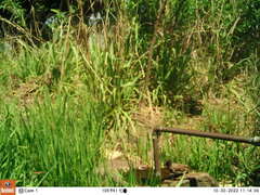 Pycnonotus barbatus layardi