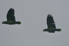 Amazona autumnalis salvini