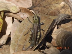 Shirakiacris shirakii