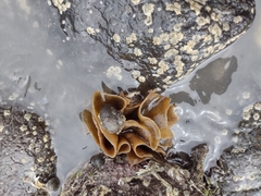 Undaria pinnatifida