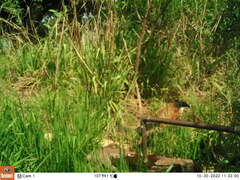 Centropus superciliosus burchellii