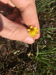 Crocidium multicaule