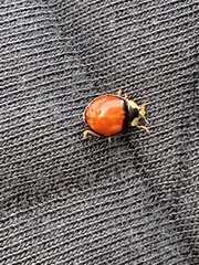 Harmonia axyridis