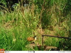 Centropus superciliosus burchellii