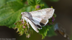 Melipotis acontioides