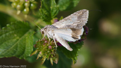Melipotis acontioides