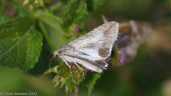 Melipotis acontioides